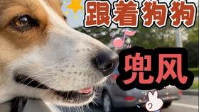 娱乐吃瓜酱狗吃鸡,狗吃鸡背后的娱乐风云