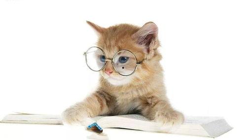 娱乐吃瓜君猫咪老师,娱乐吃瓜君的趣味解读