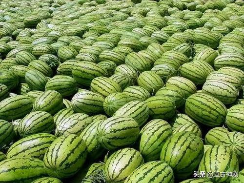 每日大赛吃瓜网入口,揭秘娱乐圈幕后风云，带你畅游八卦海洋