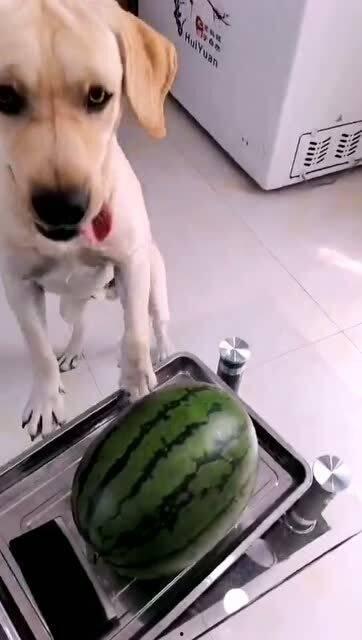 娱乐吃瓜酱送小狗视频大全,萌宠小狗视频大全，萌化你的心！