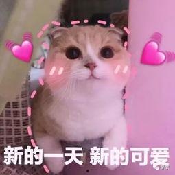 羊了个羊吃瓜娱乐